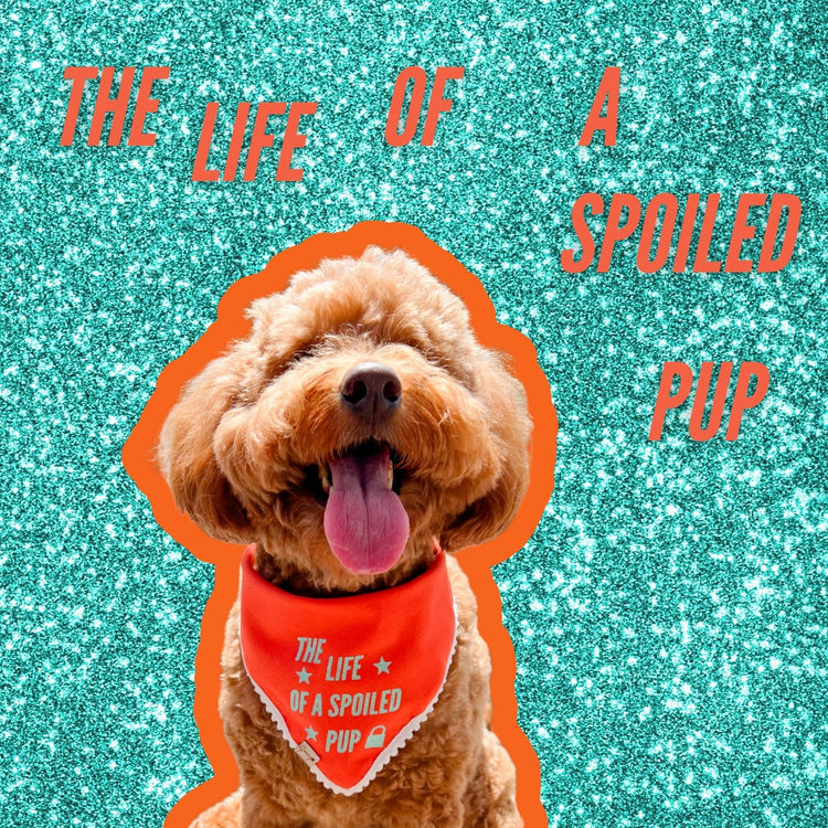 The Life Of A Spoiled Pup