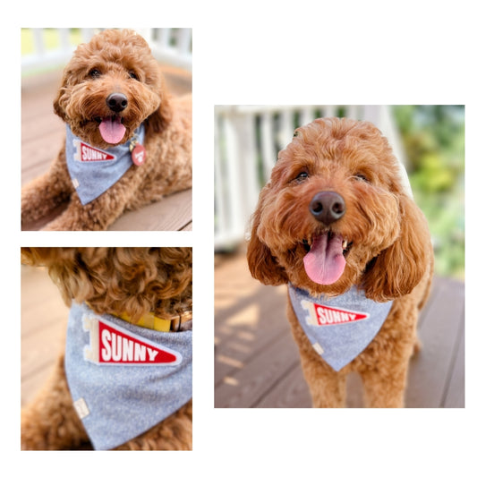 Pennant Flag Dog Bandana